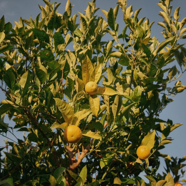 Celebrate Love and Family in Taormina: Enjoy the 