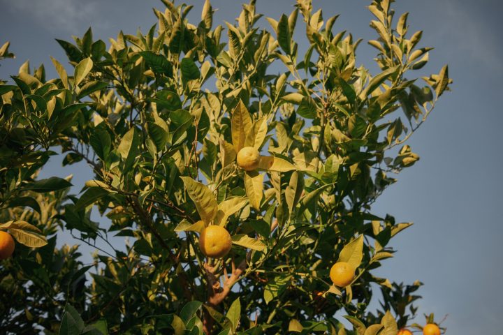 a group of oranges hanging from a tree