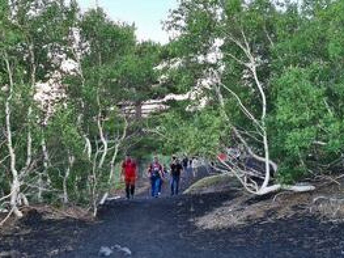 a group of people in a forest