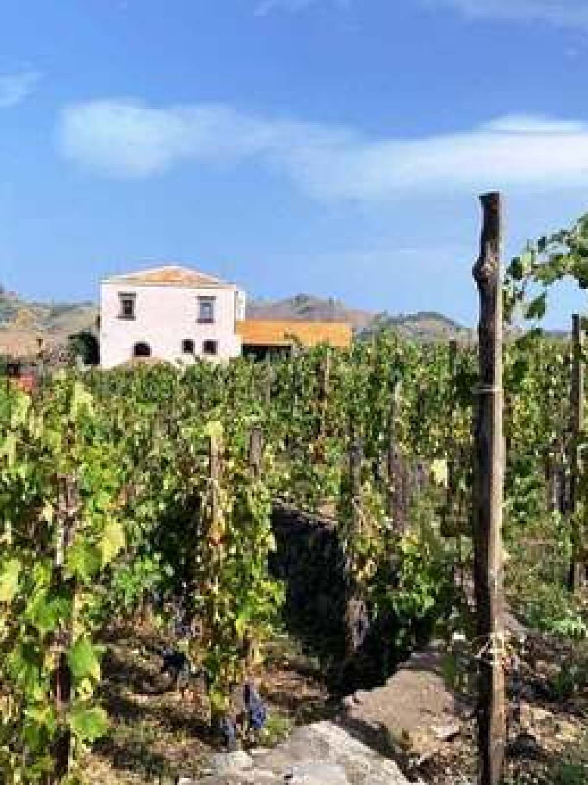 a large tree in a forest