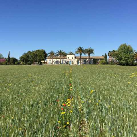 a large green field with trees in the background