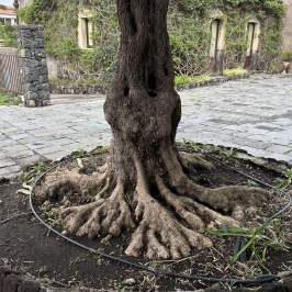 Tree with exposed roots in a circular stone planter on a paved courtyard.