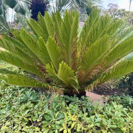 Close-up of a sago palm plant with green leaves surrounded by bushes in a garden.