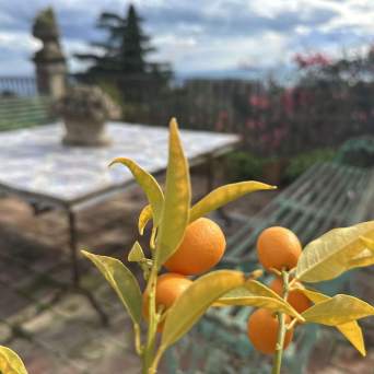 Close-up of small orange fruits on a branch with an outdoor patio setting in the background.