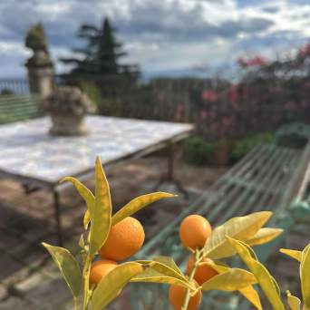 Small orange fruits on a plant, with a patio table and cloudy sky in the background.